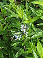 Amsonia tabernaemontana