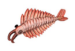 Rajz az Anomalocaris canadensisról