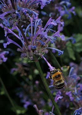 Anthophora robusta