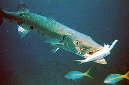 Grote barracuda