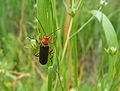 12 Cantharis livida