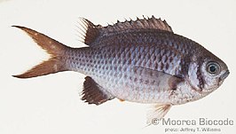 Chromis xanthura