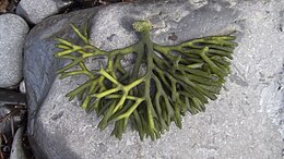 Codium tomentosum