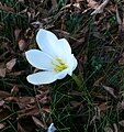 Colchicum speciosum 'Album'