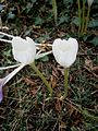 Colchicum speciosum 'Album'