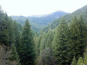 Δάσος κωνοφόρων στη βόρεια Καλιφόρνια