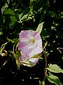 Convolvulus arvensis