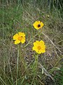 Coreopsis lanceolata