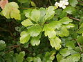 Crataegus laevigata leaf