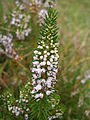 Erica vagans 'Alba'