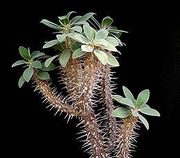 Euphorbia fianarantsoae