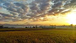 Rice fields at the village of Ngampel