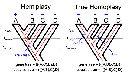 Hemiplasy vs true homoplasy