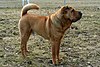 Shar pei (Chiny)