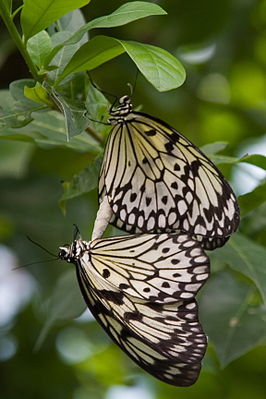 Idea leuconoe