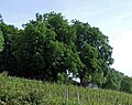 Blick zur kleinen Rotunde im Lohrpark, von der man einen Fernblick genießen und auf den Weinberg Lohrberger Hang hinunter schauen kann