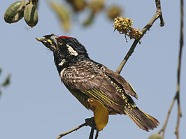 Gebandeerde baardvogel