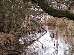 Die Mündung in den Pritzerber See