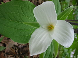 Trilliaceae