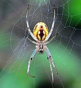 Neoscona theisi female ventral, Queensland, Australia