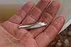 The Sharpnose Shiner (Notropis oxyrhynchus)