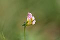 detail of the blossom, Photo by Kristian Peters