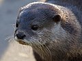 Otter portrait