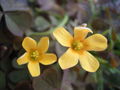 Blüten des Horn-Sauerklee (Oxalis corniculata)