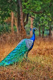 Belakang burung merak.