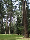 Douglas fir trees in Pier Park