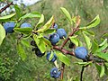 fruits and leaves in August, Photo by Kristian Peters