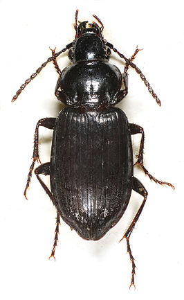 Pterostichus adstrictus