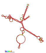 Listeria snRNA rli41: Predicted secondary structure taken from the Rfam database. Family RF01473.