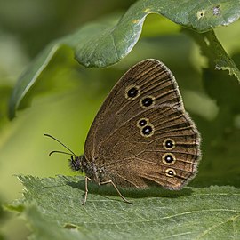 Ringlet Aphantopus hyperantus England, UK