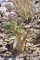 Young plant in the early spring in Richtersveld.