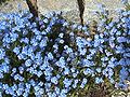 Myosotis sylvatica