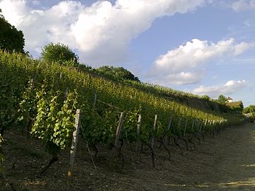 Weinlage Schweinfurter Peterstirn