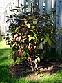 "Winterthur" foliage in early Fall