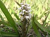 A group of white, drooping flowers on a plant.