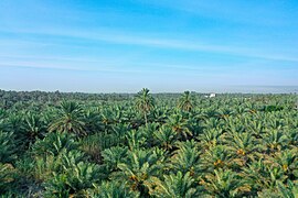 Al-Ahsa Oasis, Saudi Arabia