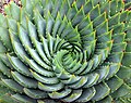 Aloe polyphylla landarearen filotaxia