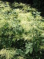 Aruncus dioicus