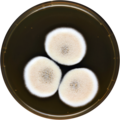 Aspergillus quadrilineatus growing on MEAOX plate