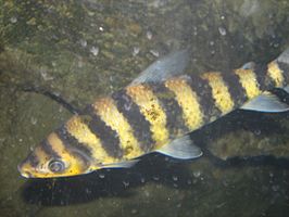 Leporinus affinis