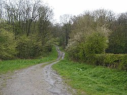 Weg bei Bratt Wood