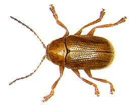 Cryptocephalus cognatus