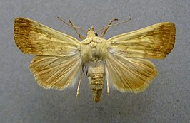 Yigoga flavina