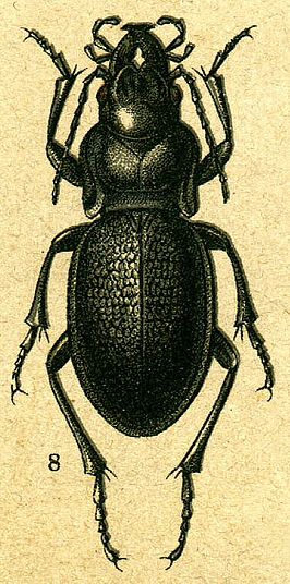 Carabus glyptopterus