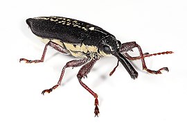 Long nosed weevil edit