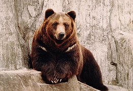 Braunbär (Ursus arctos)